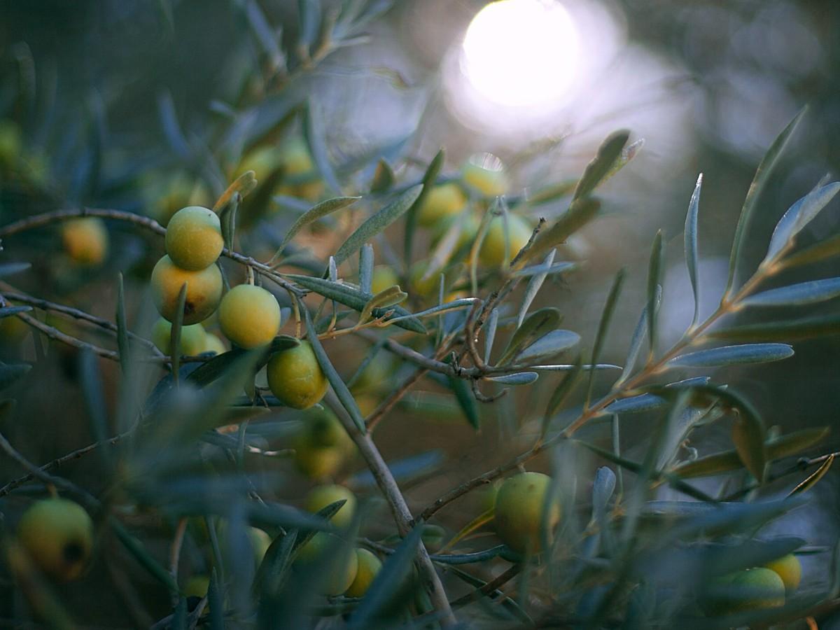 foglie di olivo 1