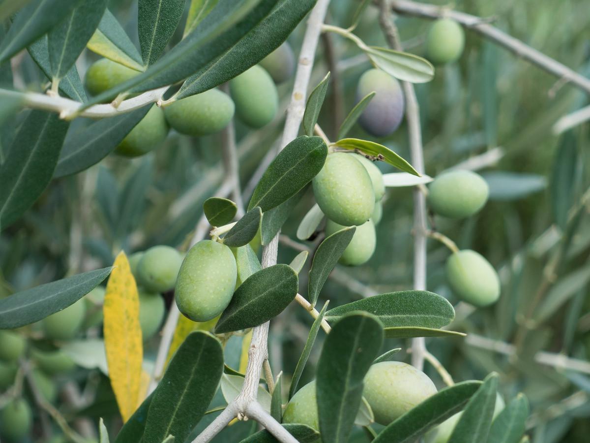 5 benefici delle foglie di olivo per la nostra salute